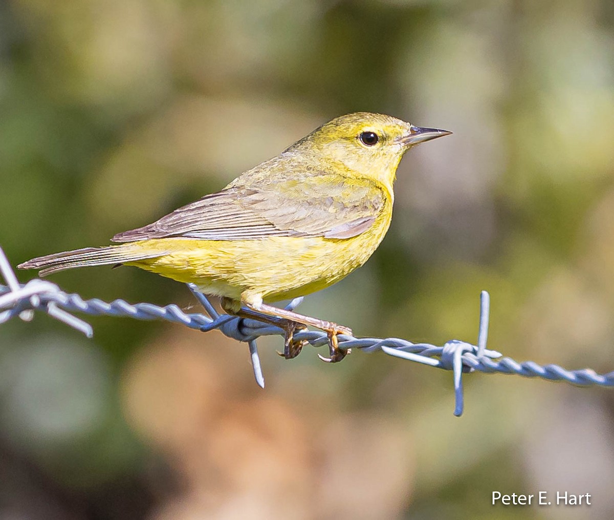 Orange-crowned Warbler - Peter Hart