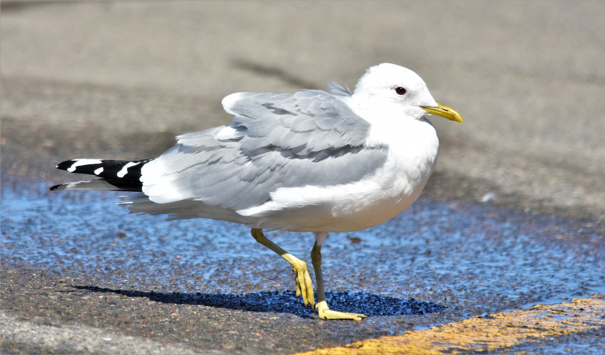 Common Gull - ML432688851