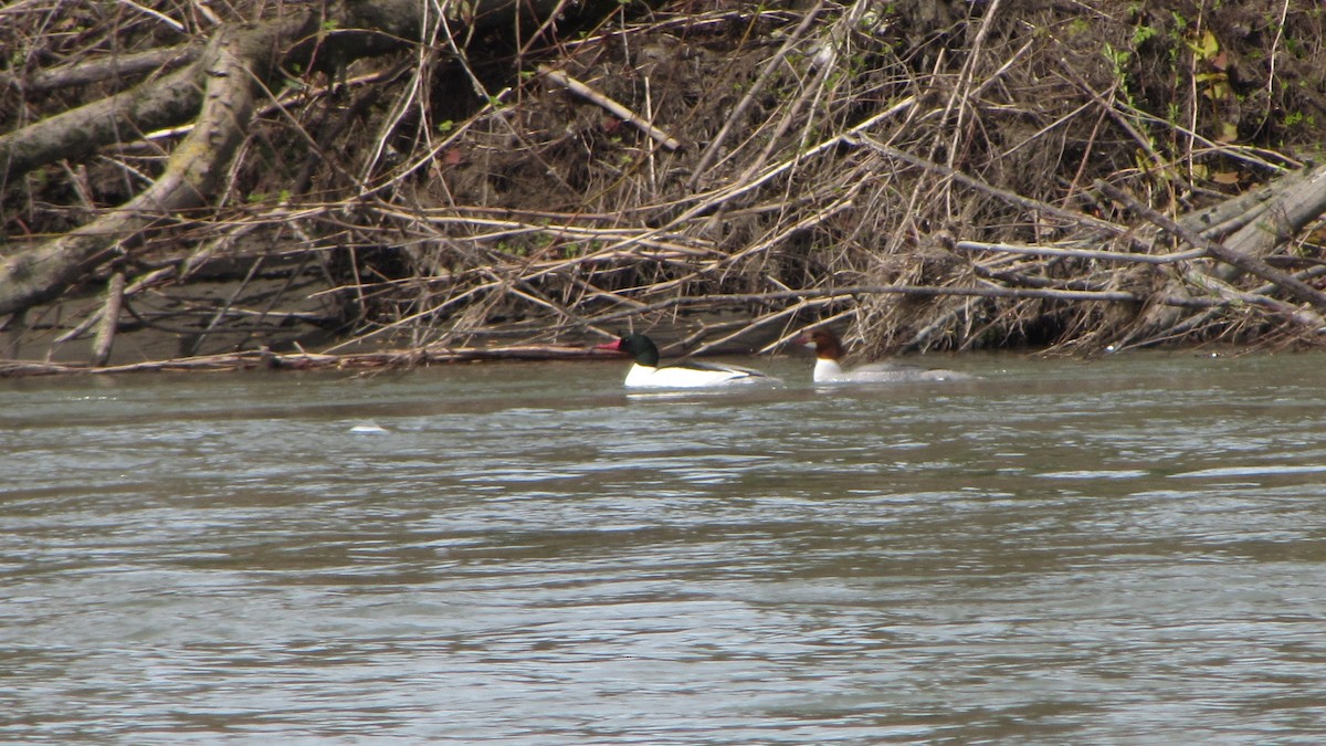 Common Merganser - ML432690161