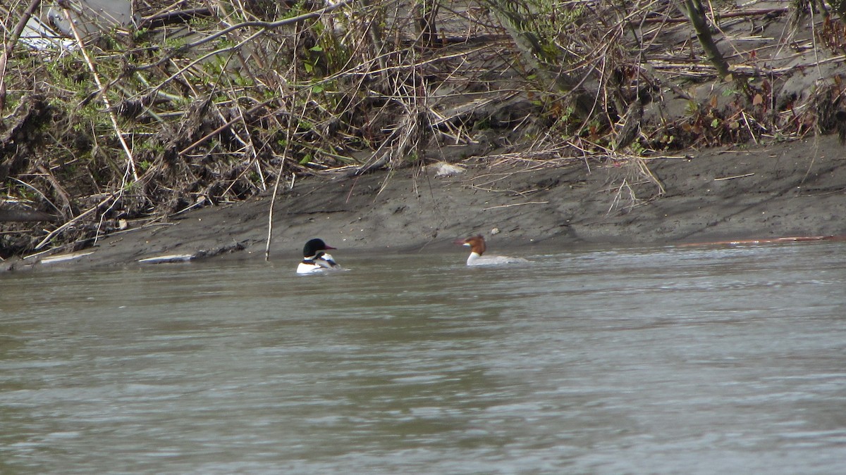 Common Merganser - ML432690311