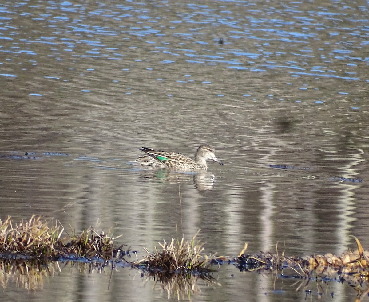 Green-winged Teal - ML432694061