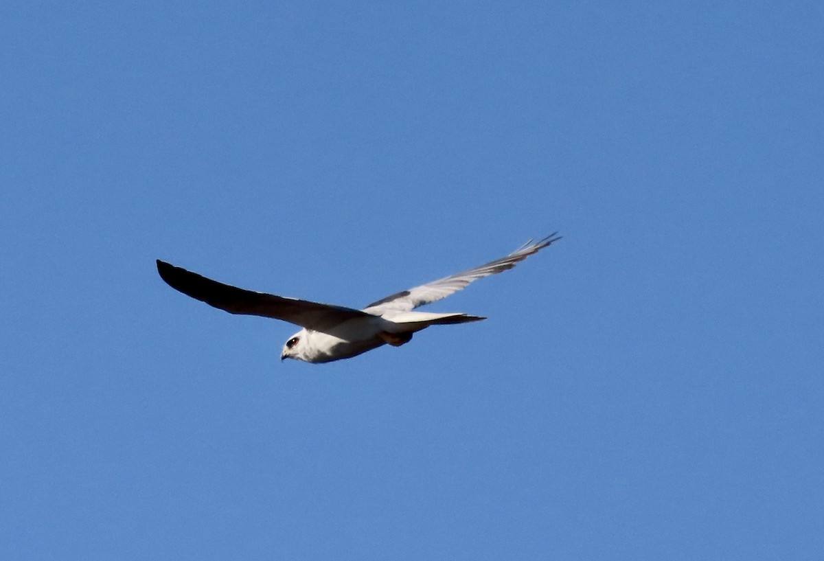 White-tailed Kite - Suzanne Roberts