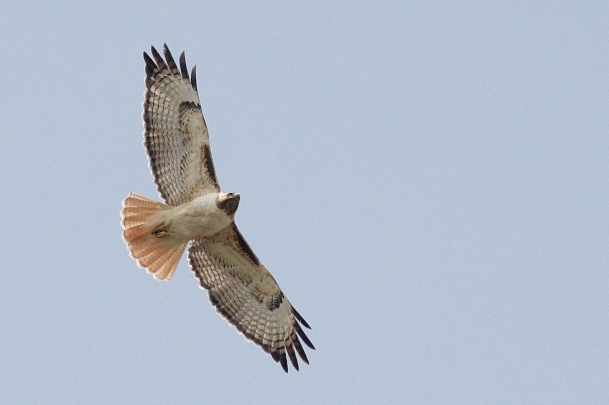 Red-tailed Hawk - ML43269501
