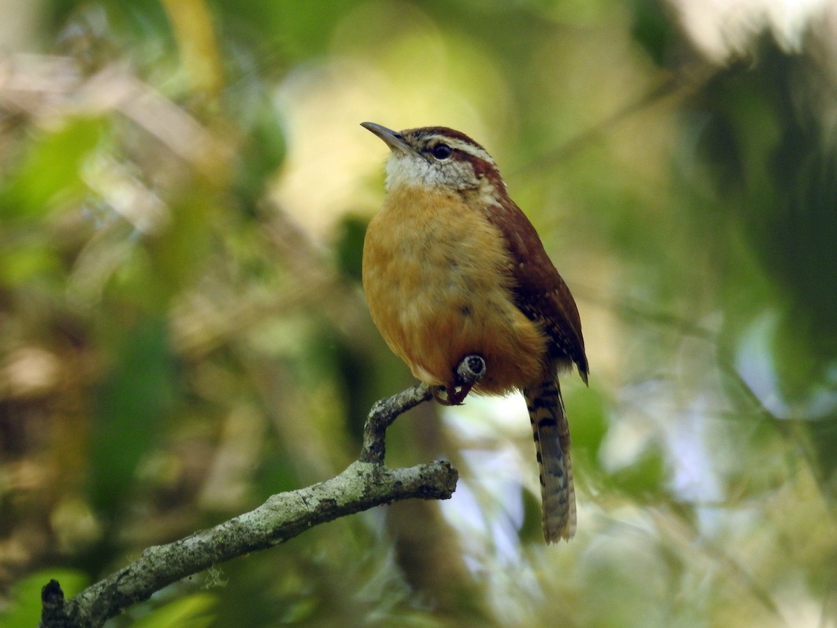 Carolina Wren - Susan Grantham