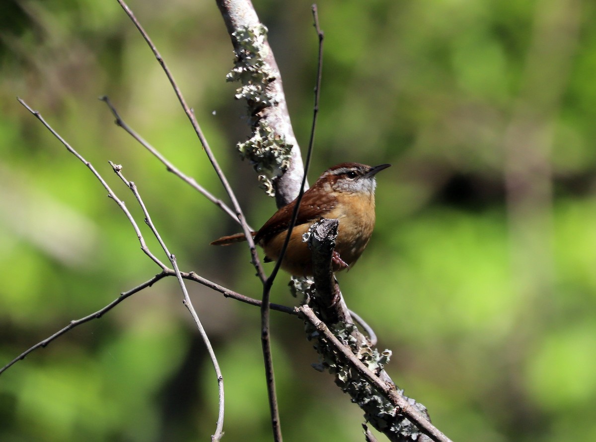 Carolina Wren - Susan Grantham