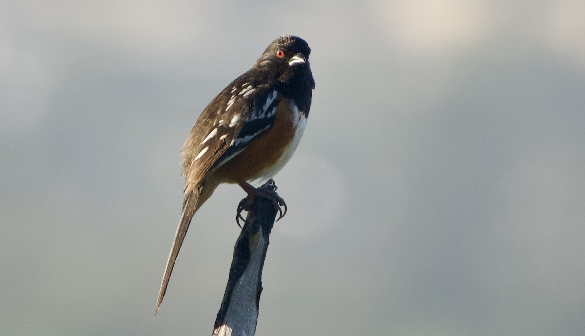 Spotted Towhee - ML432696141