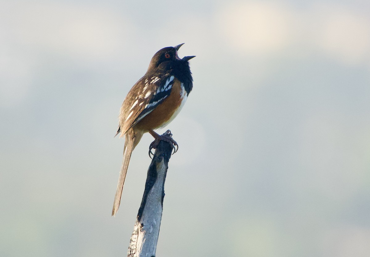 Spotted Towhee - ML432696201