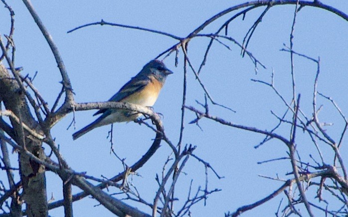 Lazuli Bunting - ML432696301