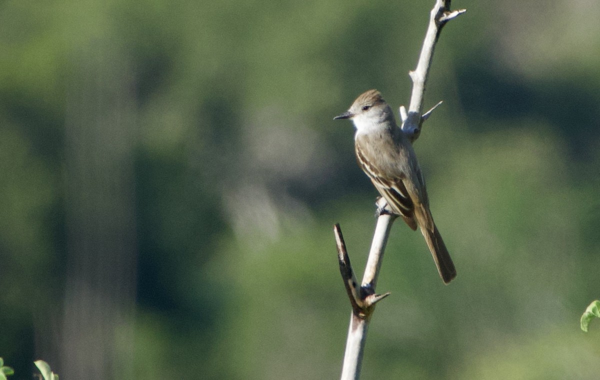 Ash-throated Flycatcher - ML432696351