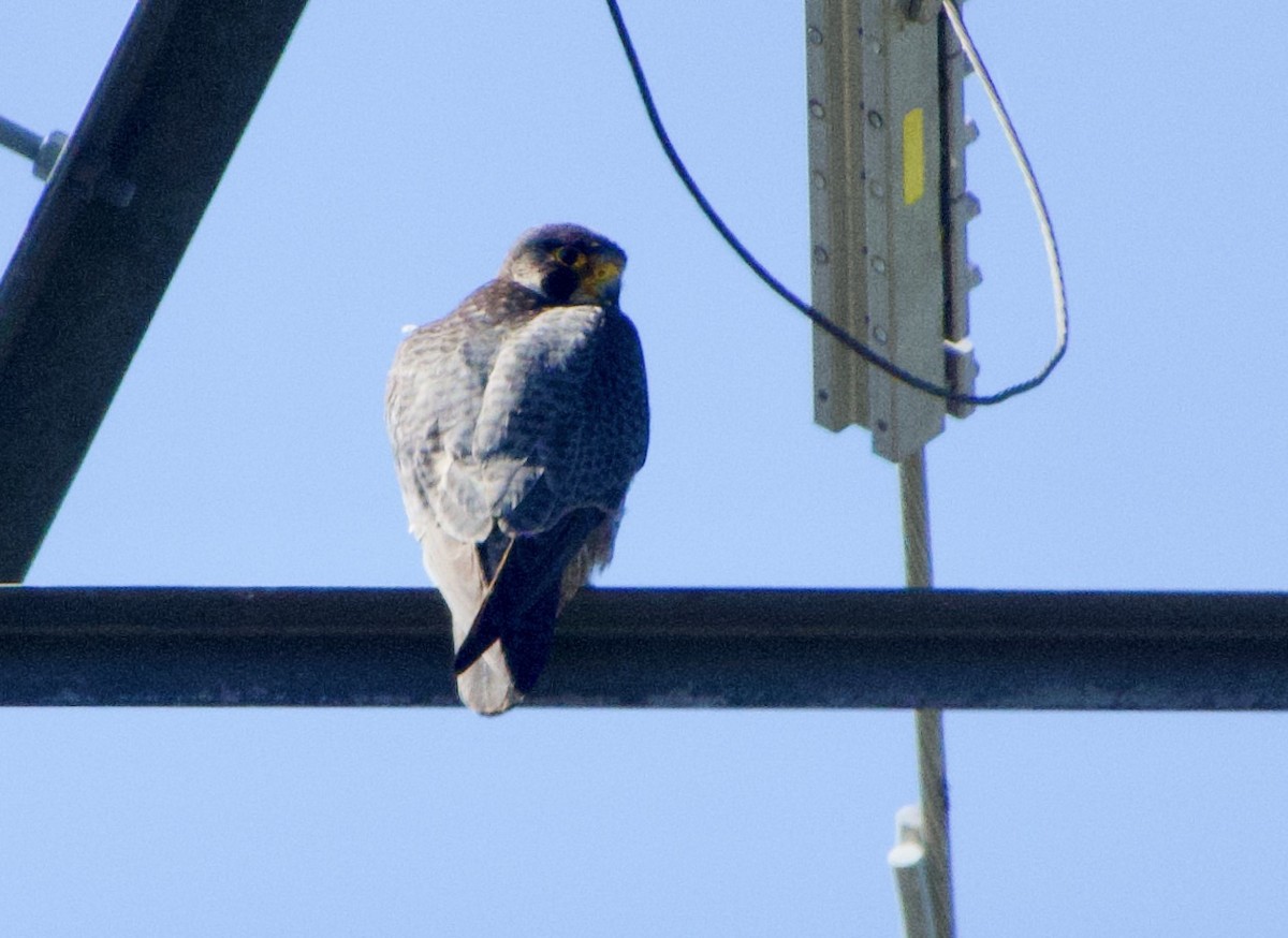 Peregrine Falcon - ML432696391