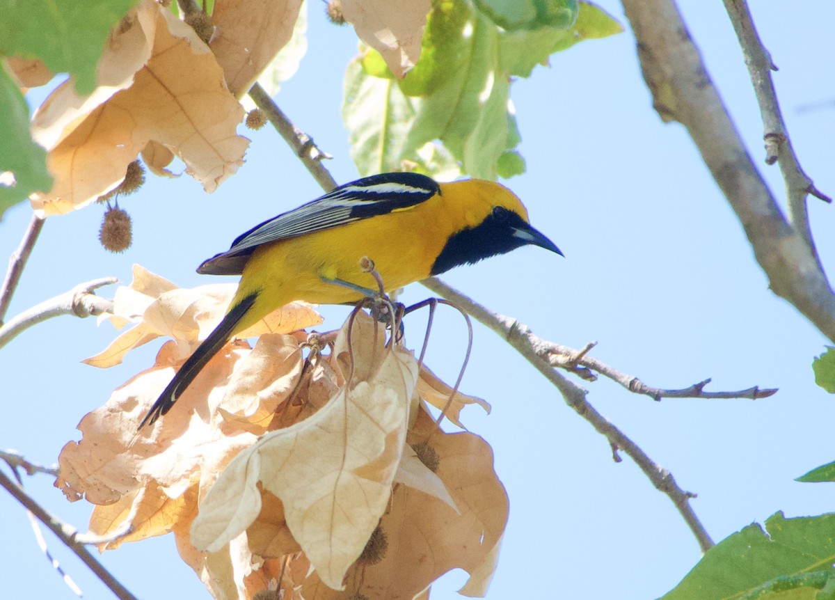 Hooded Oriole - ML432696451