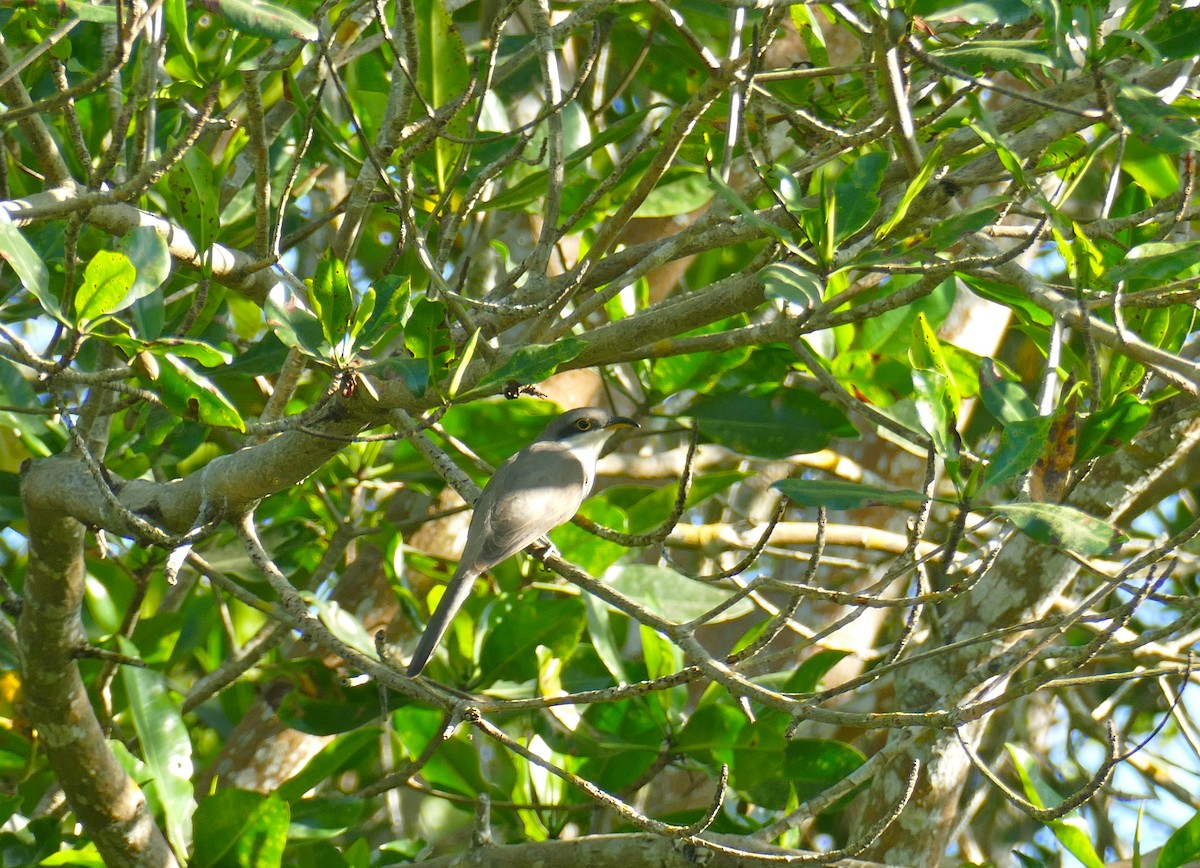 Mangrove Cuckoo - ML432697471