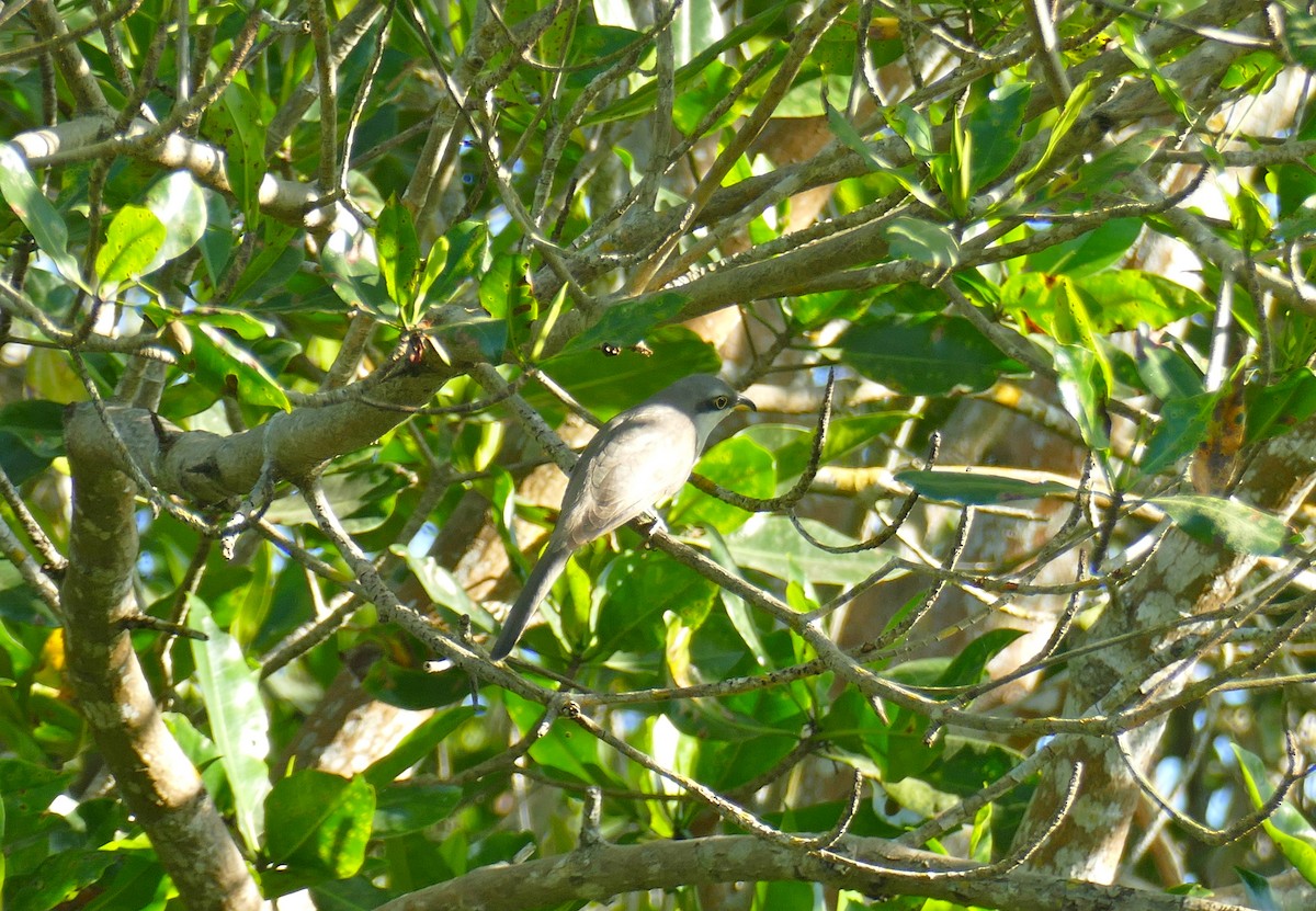 Mangrove Cuckoo - ML432697571