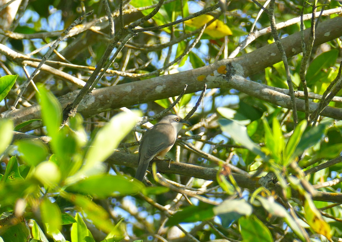 Mangrove Cuckoo - ML432697681