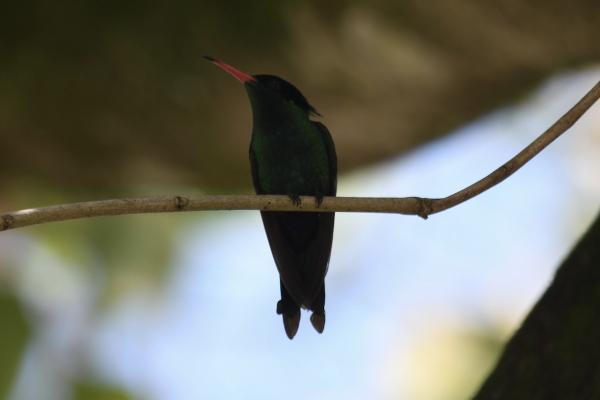 Red-billed Streamertail - ML432697731