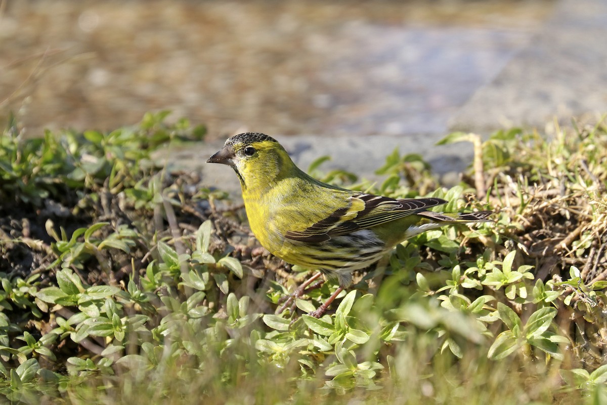 Eurasian Siskin - ML432698001