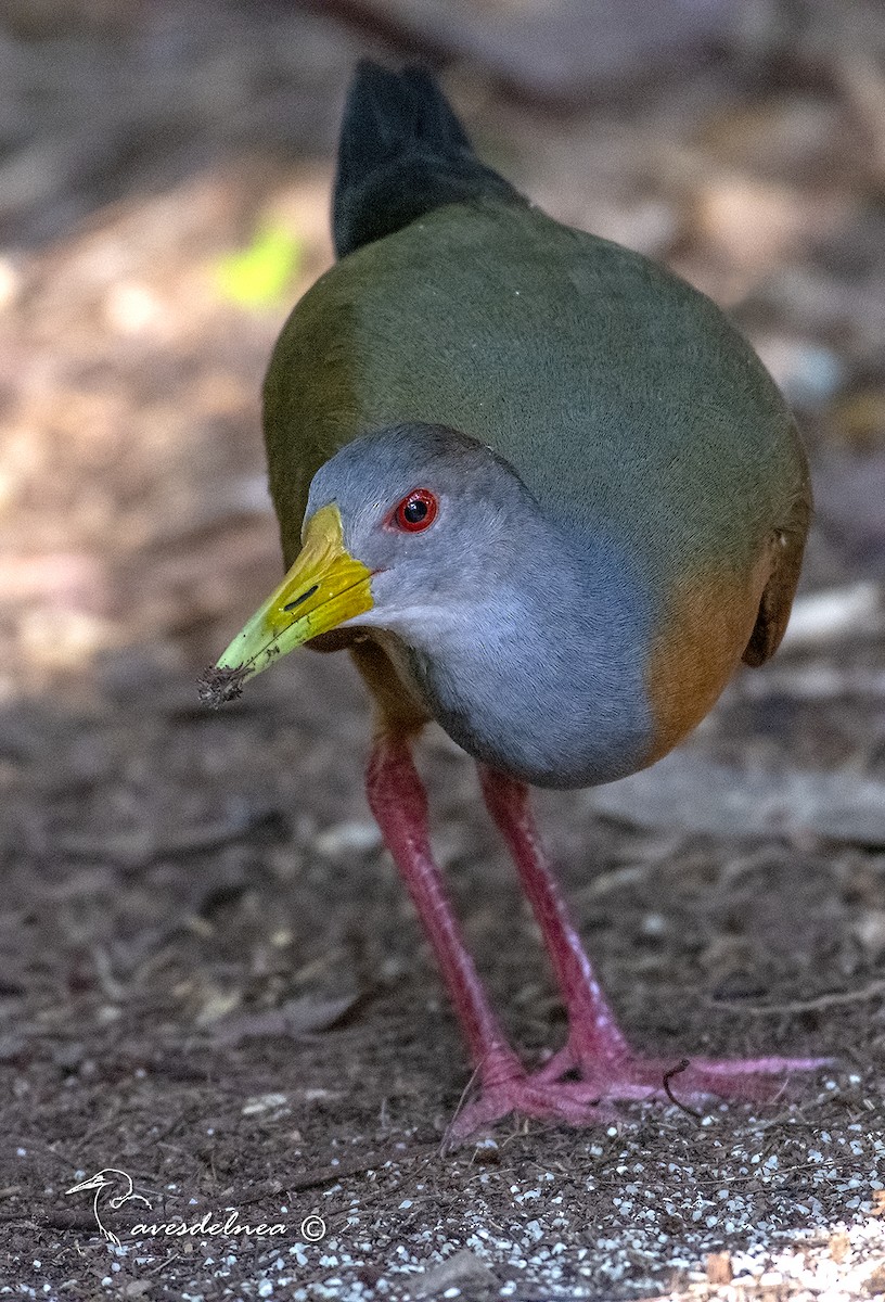 Gray-cowled Wood-Rail - ML432698111