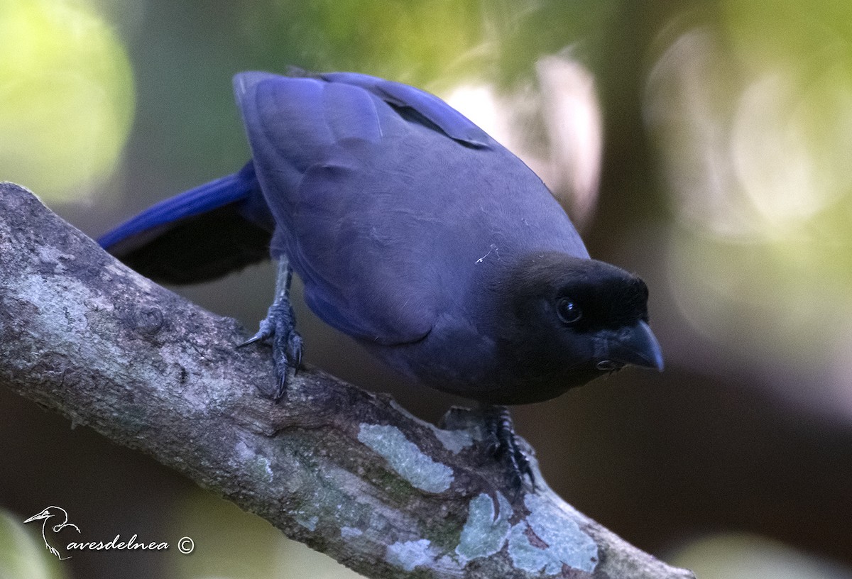 Purplish Jay - ML432698211