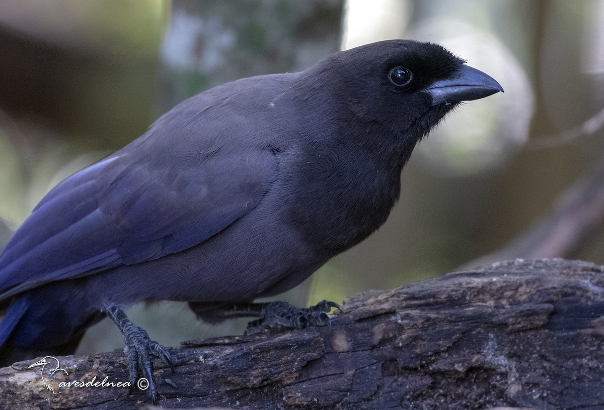 Purplish Jay - ML432698221