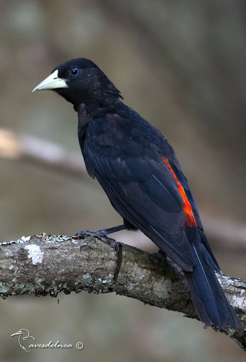 Red-rumped Cacique - ML432698341