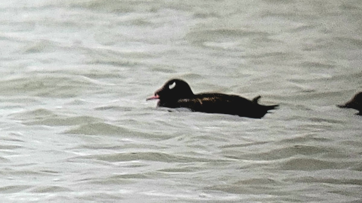 White-winged Scoter - ML432698561