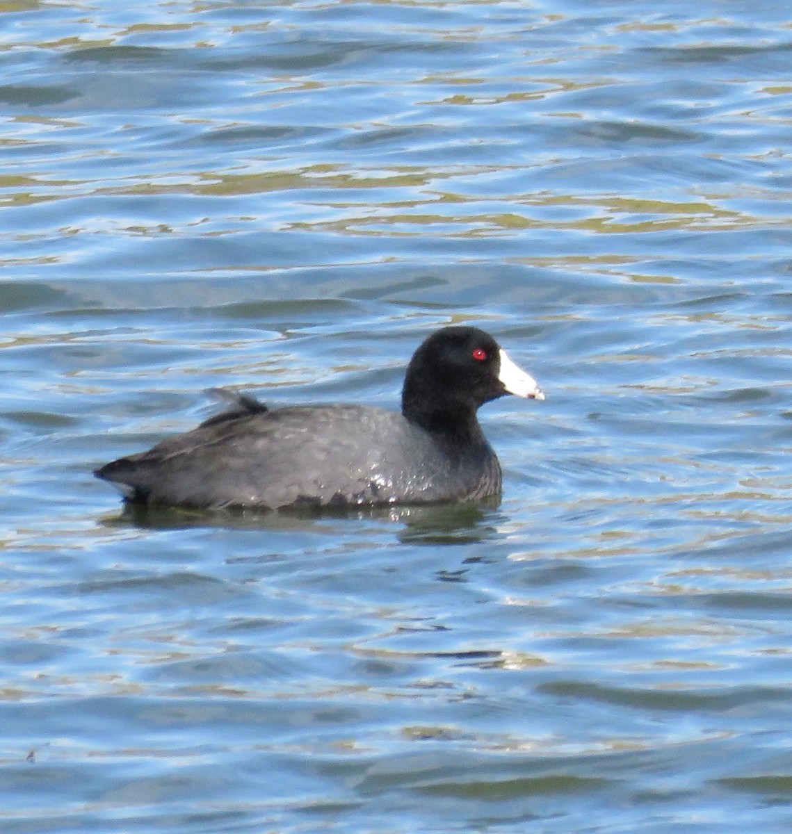 American Coot - ML43269881