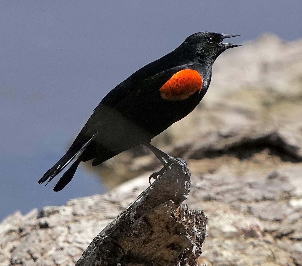 Red-winged Blackbird - ML432698811