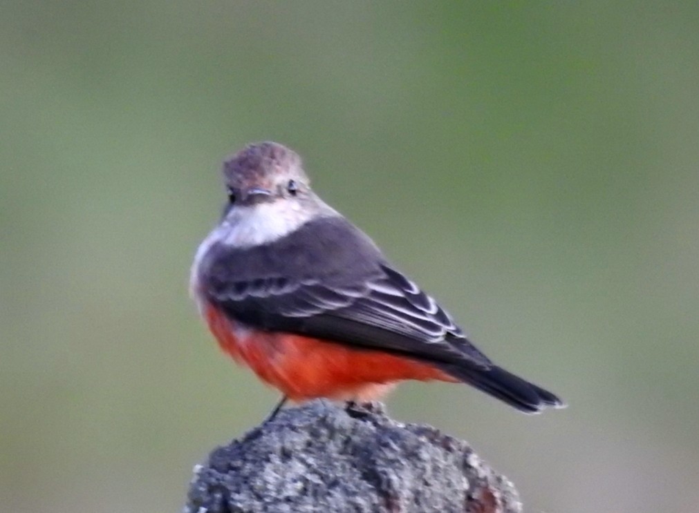 Vermilion Flycatcher - ML432699081