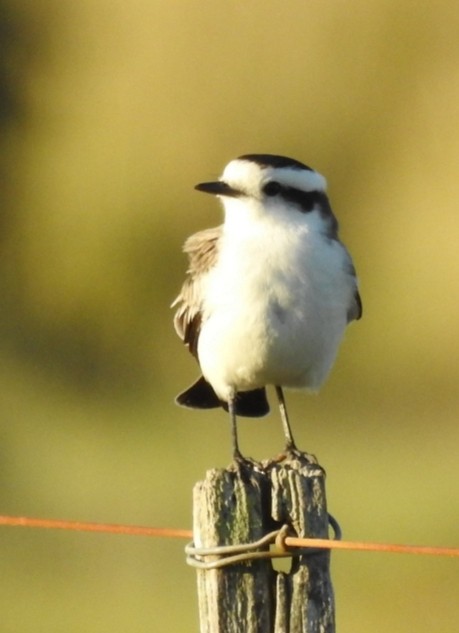 Black-crowned Monjita - ML432699121