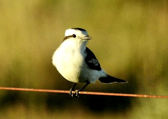 Black-crowned Monjita - ML432699131