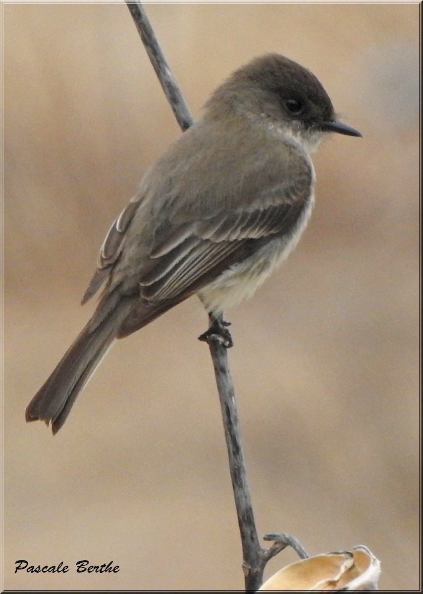 Weißbauch-Phoebetyrann - ML432699841