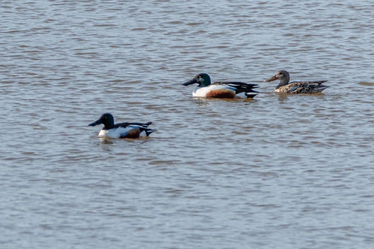 Northern Shoveler - ML432700631