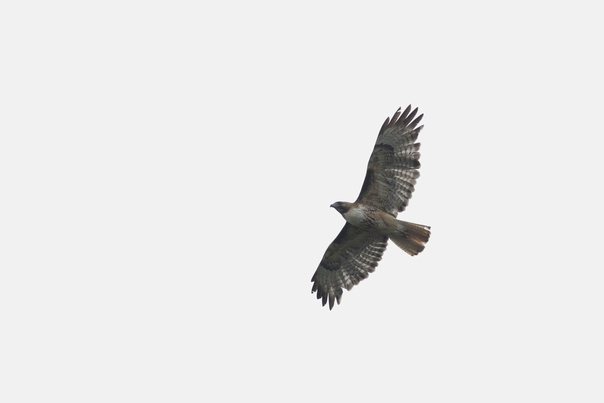 Red-tailed Hawk (calurus/alascensis) - ML43270071