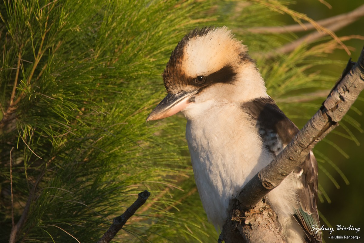 Laughing Kookaburra - ML432701281