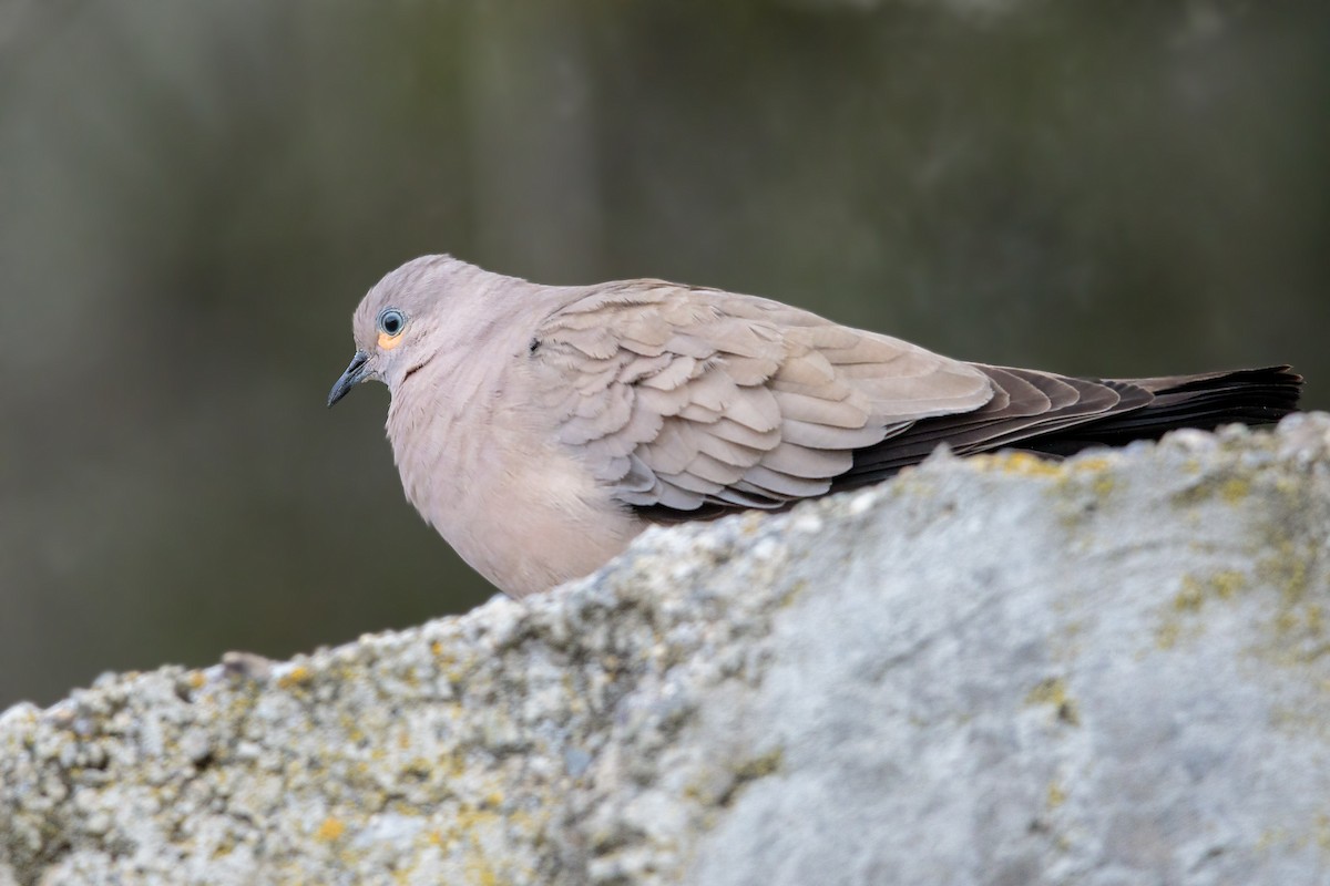 Black-winged Ground Dove - ML432701791