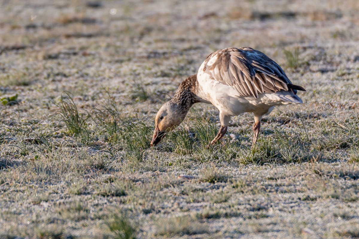 Snow Goose - ML432702121