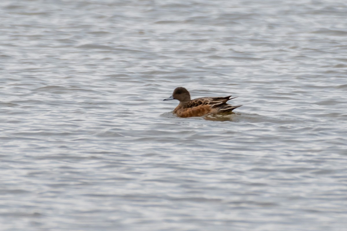 American Wigeon - ML432702731