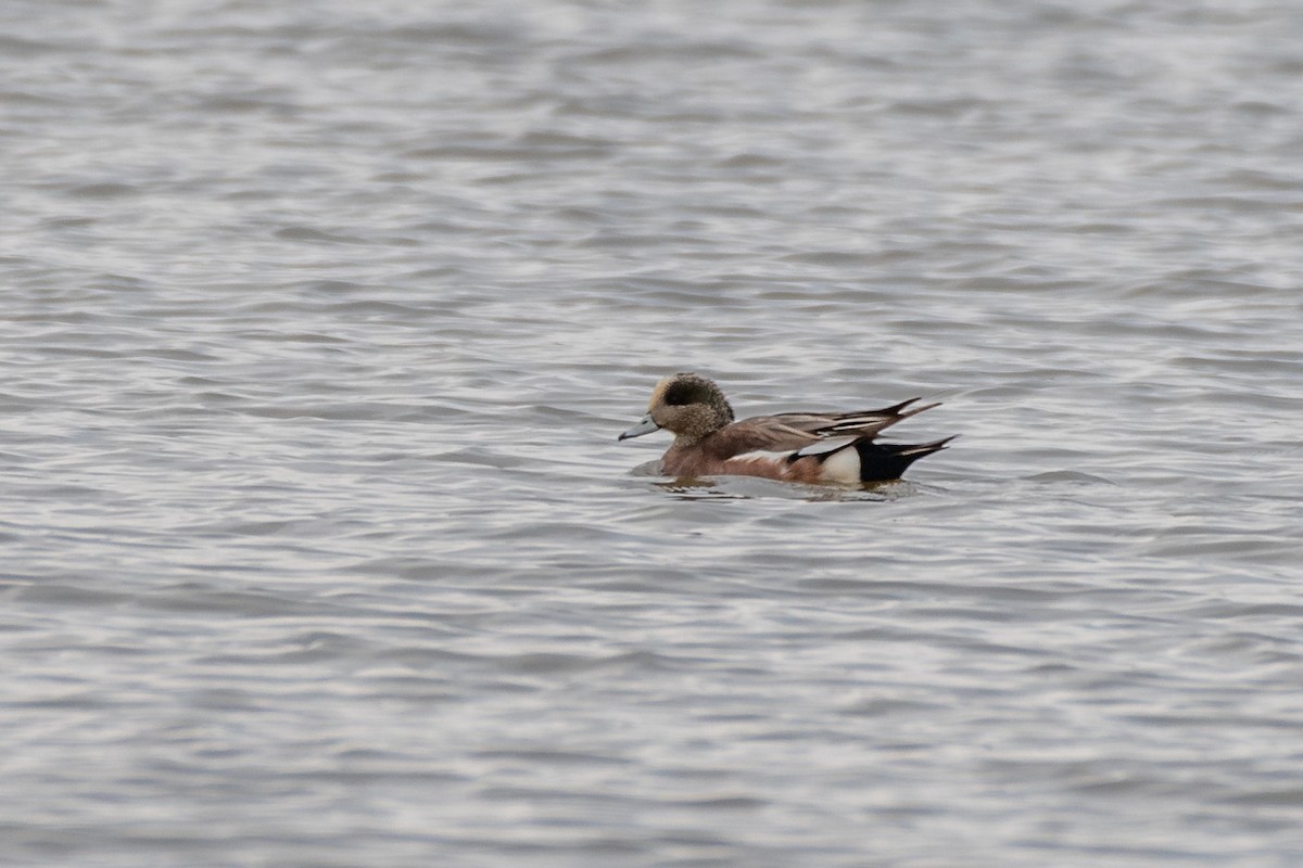 American Wigeon - ML432702741