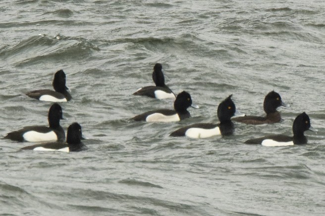 Ring-necked x Tufted Duck (hybrid) - ML432703211