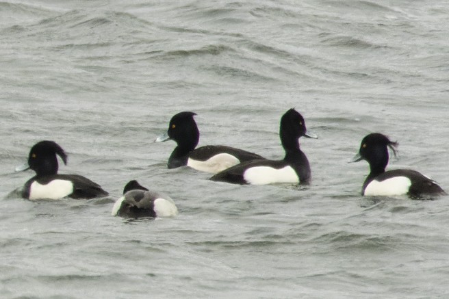 Ring-necked x Tufted Duck (hybrid) - ML432703241