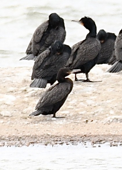 Neotropic Cormorant - Josh Bruening