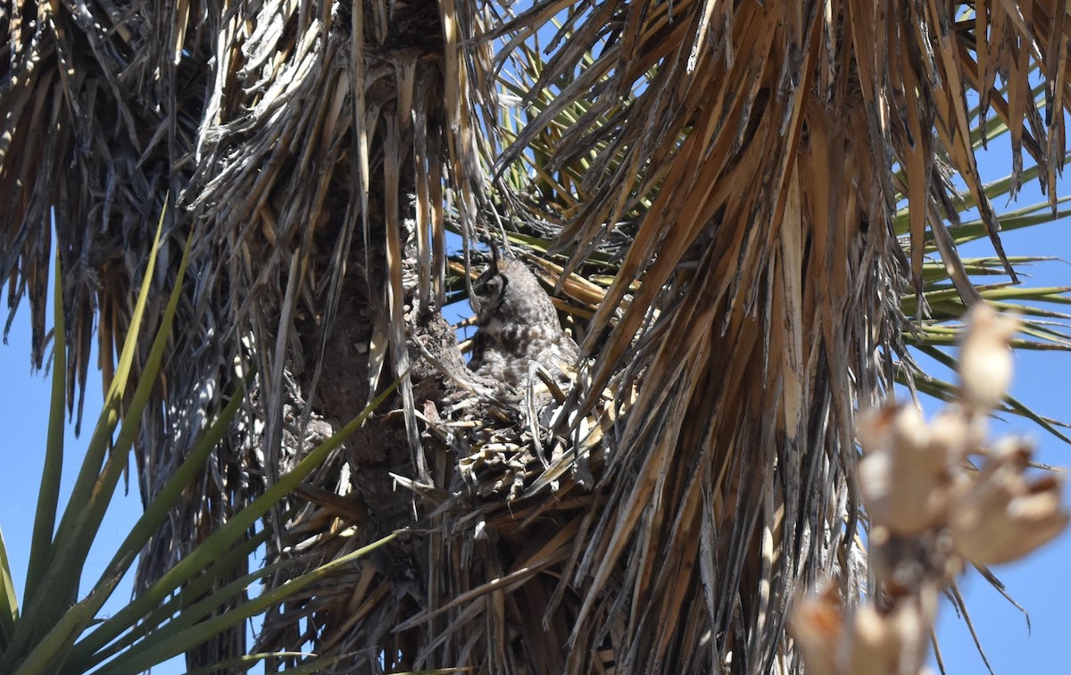 Great Horned Owl - ML432706161