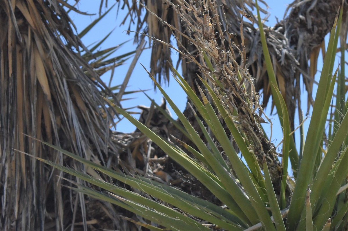 Great Horned Owl - ML432706191