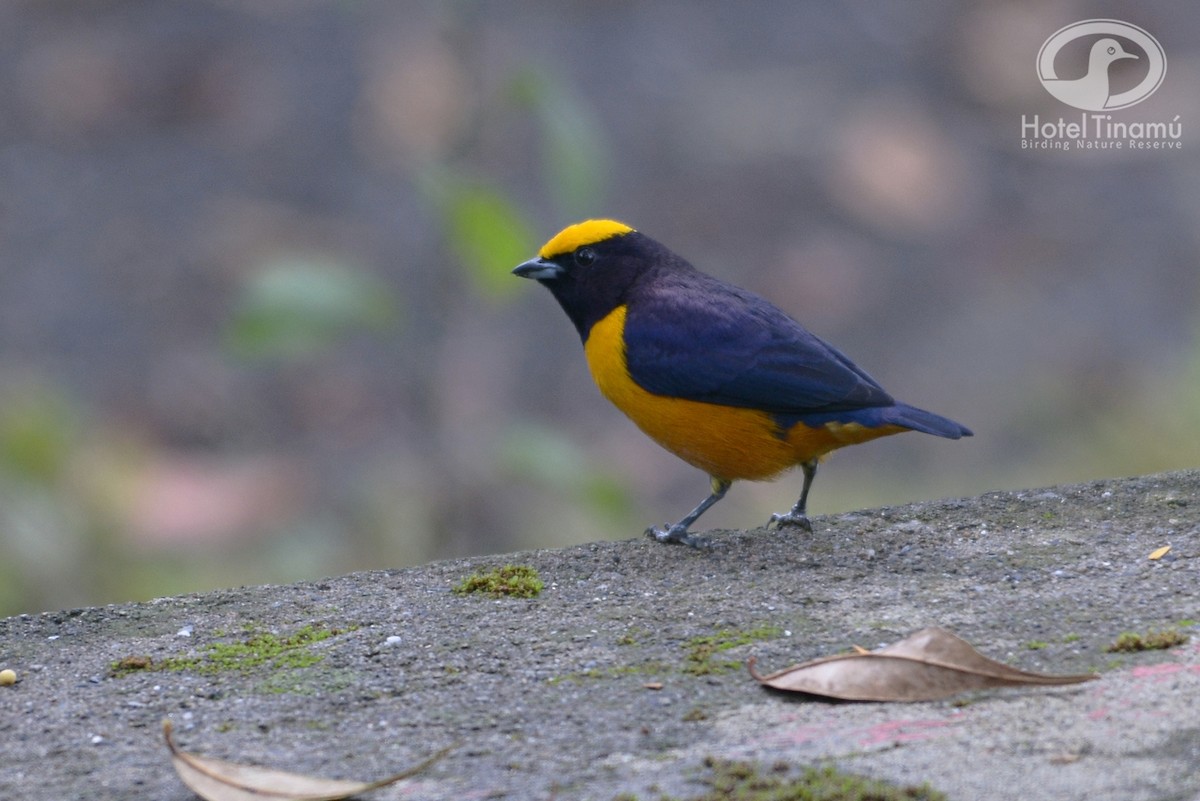 Orange-crowned Euphonia - Wladimir Giraldo Velasquez