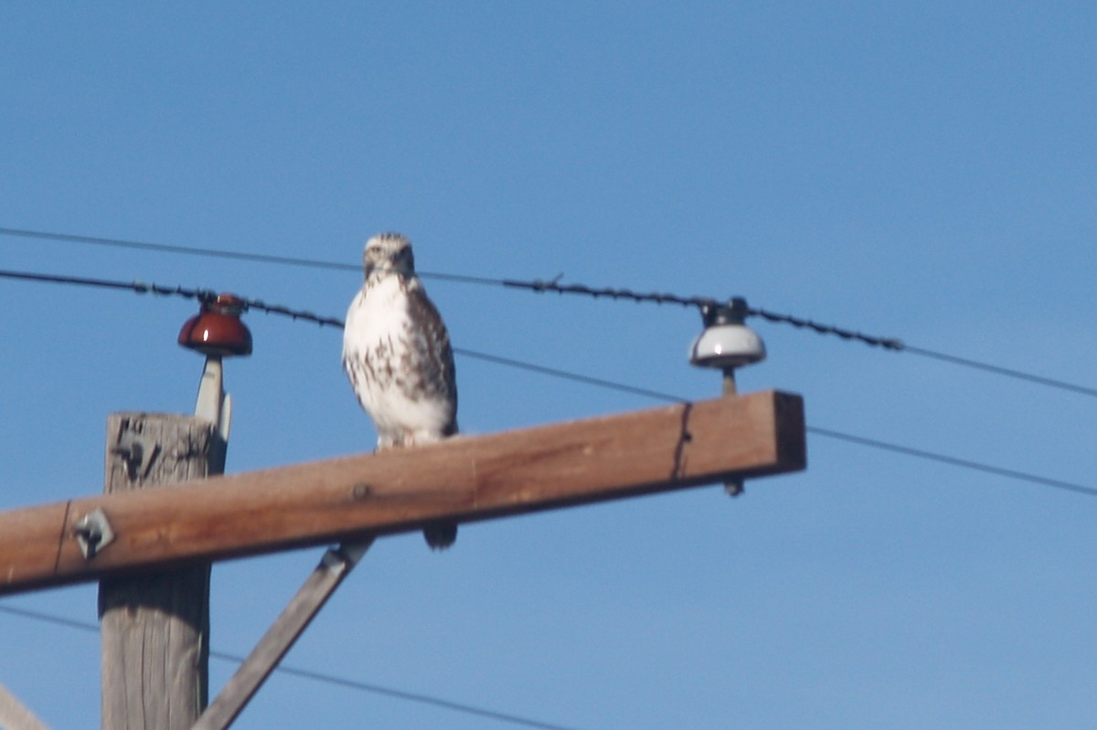 Red-tailed Hawk - ML43270831