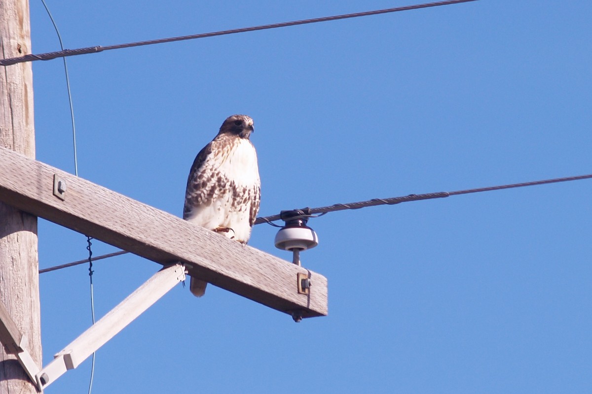 Rotschwanzbussard (borealis) - ML43270871