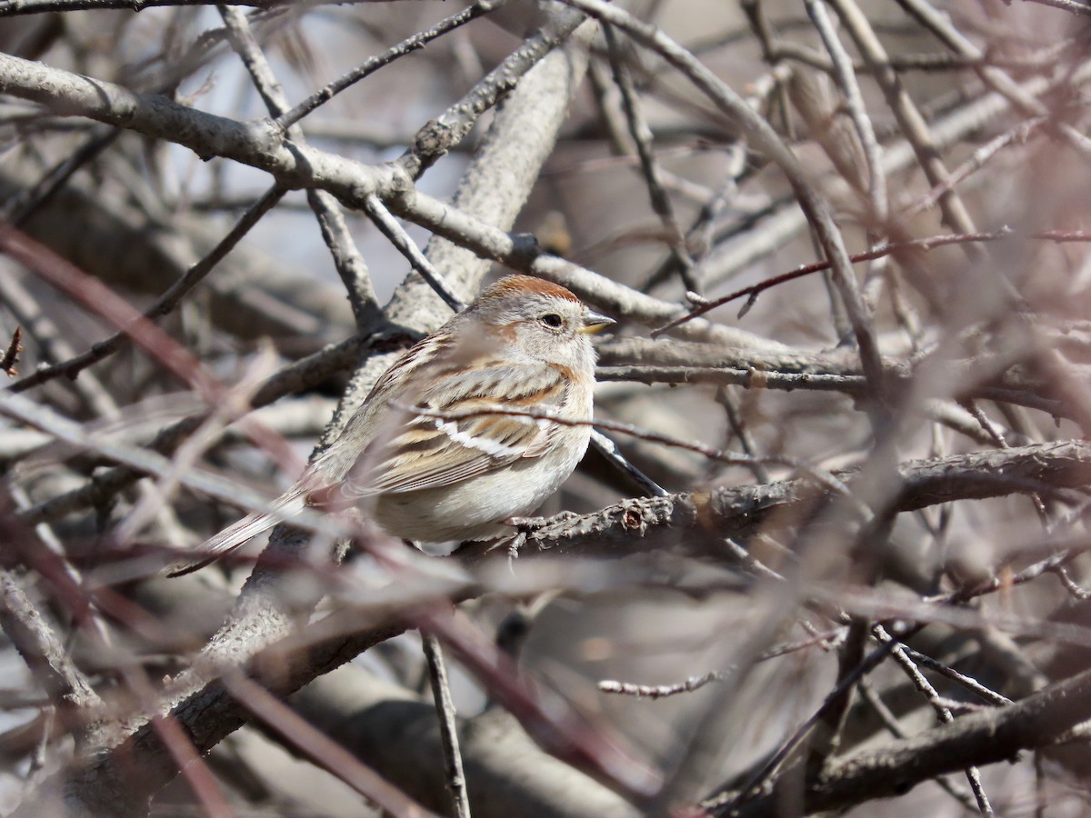 American Tree Sparrow - ML432709511