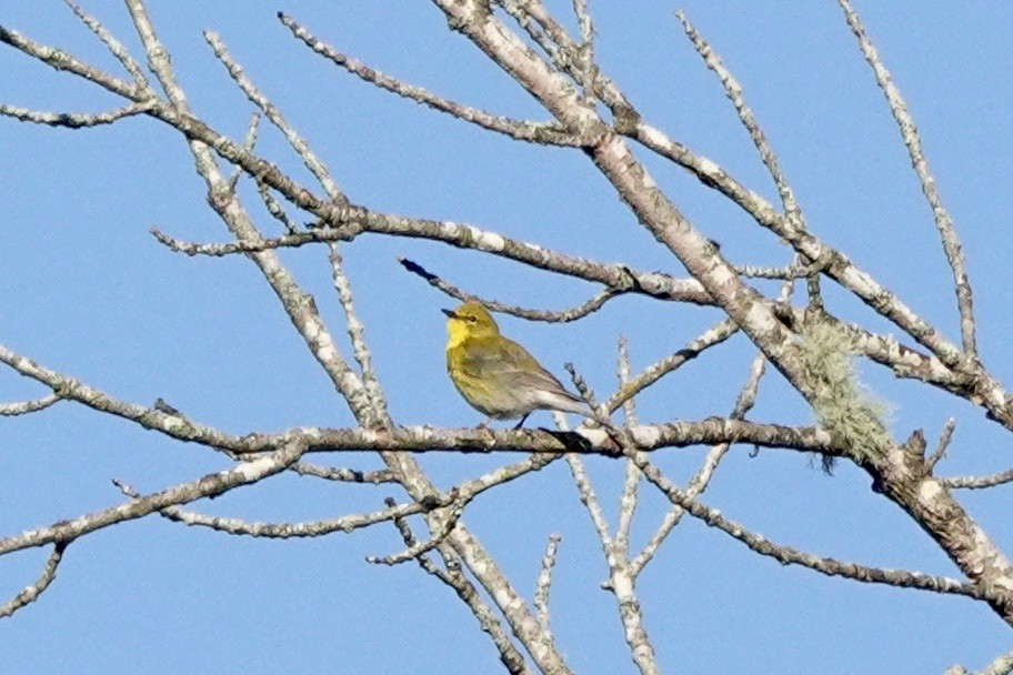 Pine Warbler - ML432710451