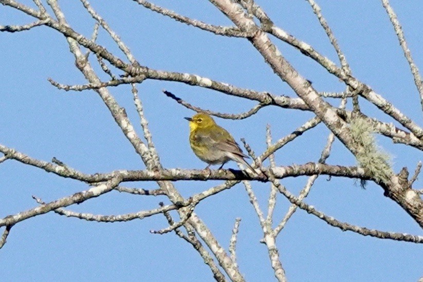 Pine Warbler - ML432710461