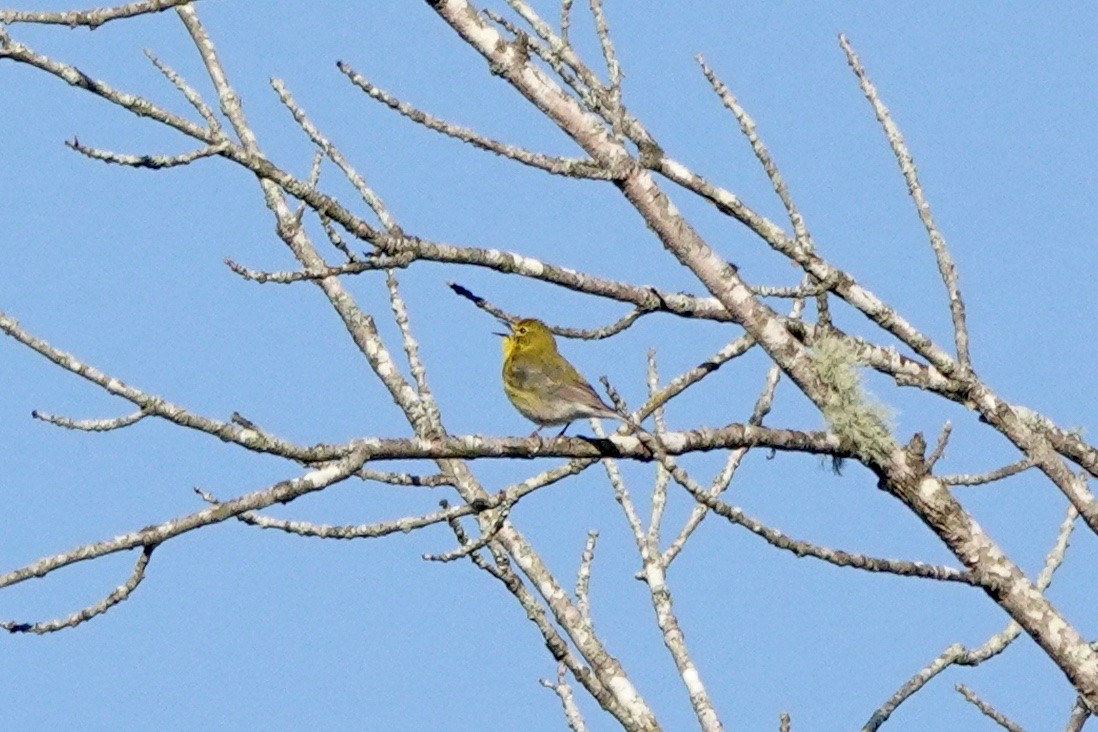 Pine Warbler - ML432710481